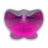 Papillons 6754