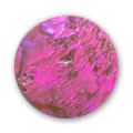 Cabochon Abalone 25 mm rose x1