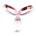 Gouttes Dagues 3x11 mm Rosaline  x50