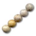 Corail Fossilis�  6 mm x15