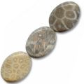 Corail Fossilis� olives twist�es 20x15 mm x4