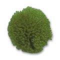 Pompon laine fine 25 mm Olivine x1