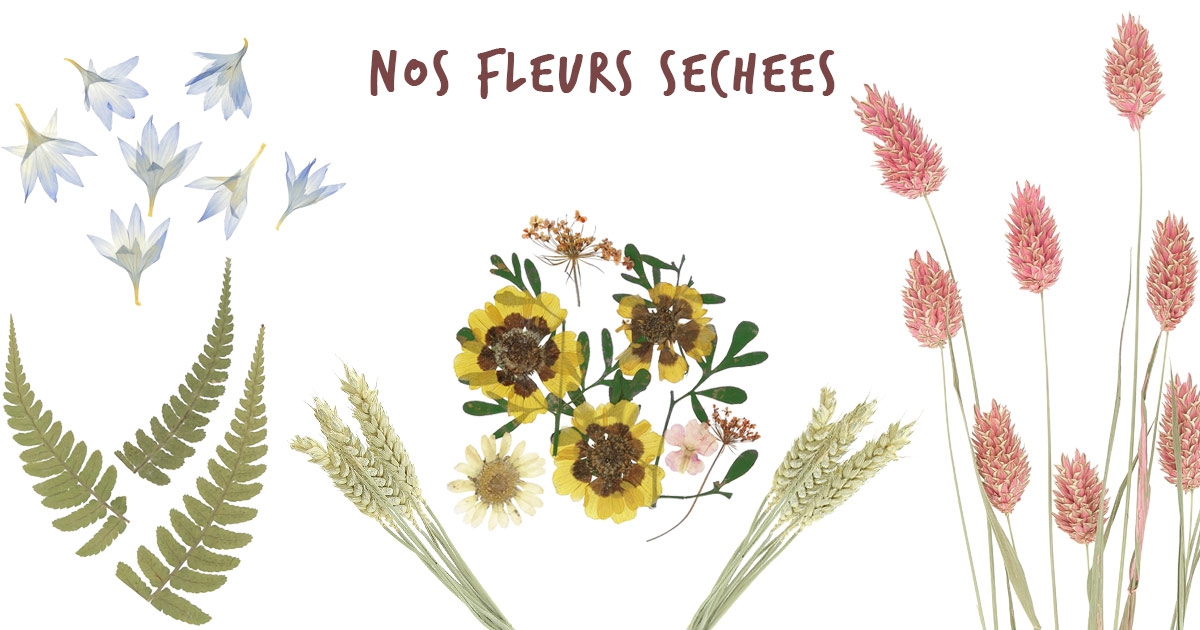 Vente En Ligne De Fleurs Séchées Pressées Ou Sur Tige