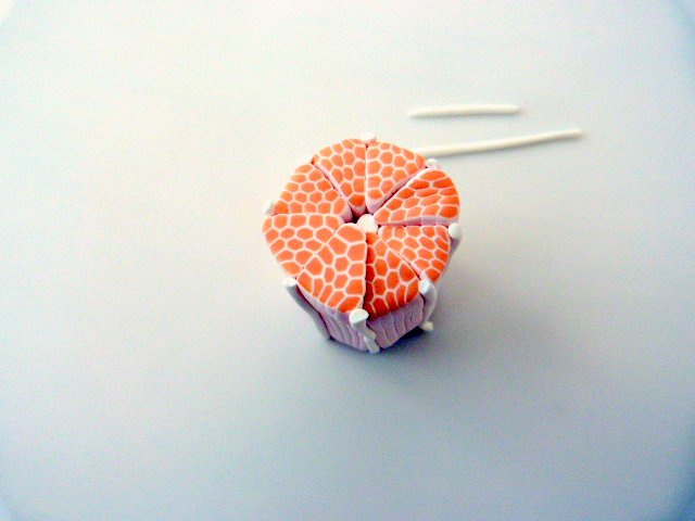 cane-agrumes-pate-polymere-7_640