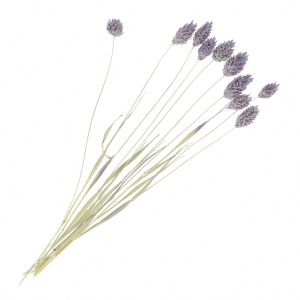 Fleurs de Phalaris Lavande séchées pour création diy x10 tiges