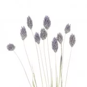 Fleurs de Phalaris Lavande séchées pour création diy x10 tiges