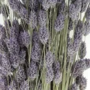 Fleurs de Phalaris Lavande séchées pour création diy x10 tiges