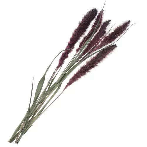 Fleurs de Sétaire Lavande séchées pour création diy x5 tiges