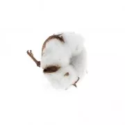 Fleur de Coton séchée sur petite tige pour création diy x1 tige