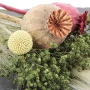 Fleur de Coton séchée sur petite tige pour création diy x1 tige