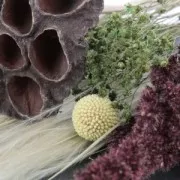 Fleur de Coton séchée sur petite tige pour création diy x1 tige