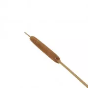 Roseau des étangs séché pour création diy x1 tige