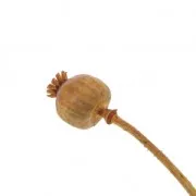 Fleur de Pavot Orange séchée pour création diy x1 tige