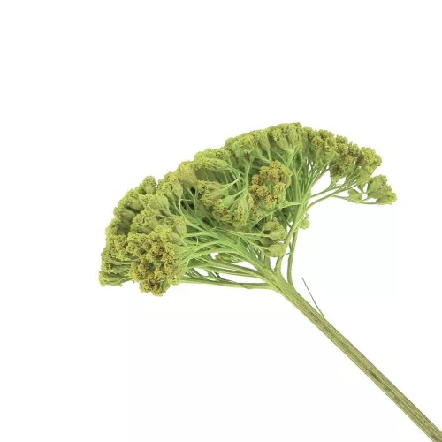 Fleur d'Achillée Parker Vert clair séchée pour création diy x1 tige