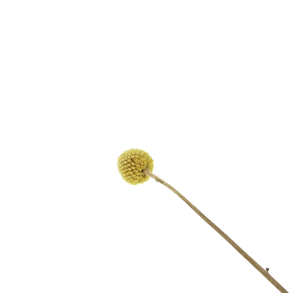 40 Tiges De Craspedia Séchées Jaunes – Fleurs De Boules Séchées Naturelles Pour Bouquets Mariage, Déco Boho Et Arrangements Floraux