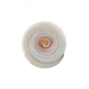 Perle coquillage 15 x 8 mm pour la création de bijoux fantaisie x1