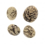 Graines pambil marmol d'Amérique du Sud 18 mm Naturel Beige x 4