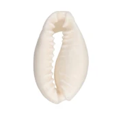 Coquillage Cauri - 15 à 19 mm - Naturel x 1