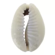 Coquillage Cauri Naturel pour la création de bijoux fantaisie - 15 à 20 mm x 1