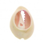 Coquillage Cauri dégradé rose/jaune - effet tie and dye - 20 à 26mm x1