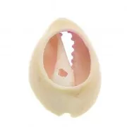 Coquillage Cauri dégradé rose/jaune - effet tie and dye - 20 à 26mm x1