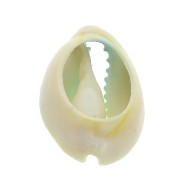 Coquillage Cauri dégradé bleu/jaune - effet tie and dye - 20 à 26mm x1