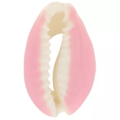 Coquillage Cauri avec résine époxy Rose clair pour création de bijoux 20 à 25mm x1