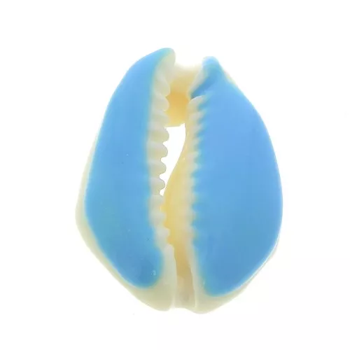Coquillage Cauri avec résine époxy Bleu pour la création de bijoux - 20 à 25mm x1