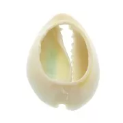 Coquillage Cauri avec résine époxy Bleu ciel pour création de bijoux 20 à 25mm x1