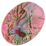 Cabochon plat Abalone 25x18 mm rose x1