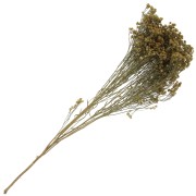 Gypsophile Jaune - fleur séchée pour création DIY x1 tige
