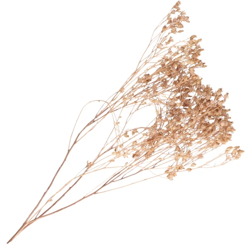 Gypsophile Jaune - fleur séchée pour création DIY x1 tige