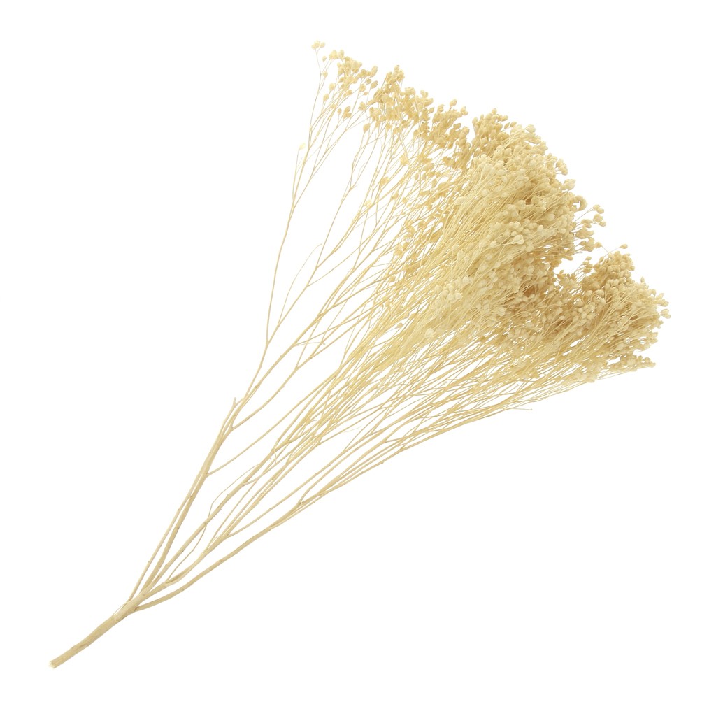 Gypsophile Blanchi Fleur Séchée Pour Création Diy X1 Tige