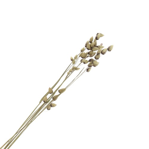 Briza Maxima Naturel - fleurs séchées pour création DIY x5 tiges