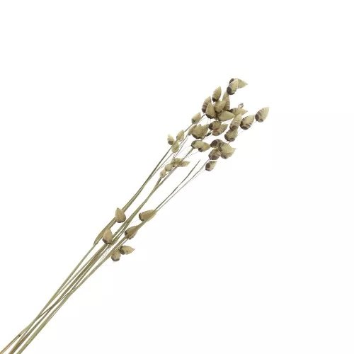 Briza Maxima Naturel - fleurs séchées pour création DIY x5 tiges