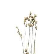 Briza Maxima Naturel - fleurs séchées pour création DIY x5 tiges