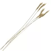 Blé Spiga d'Oro séché pour création DIY x5 tiges