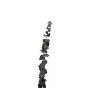 Eucalyptus Baby Blue Vert - fleur séchée pour création DIY x1 tige