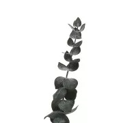 Eucalyptus Baby Blue Vert - fleur séchée pour création DIY x1 tige