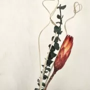 Eucalyptus Baby Blue Vert - fleur séchée pour création DIY x1 tige