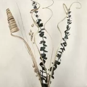 Eucalyptus Baby Blue Vert - fleur séchée pour création DIY x1 tige