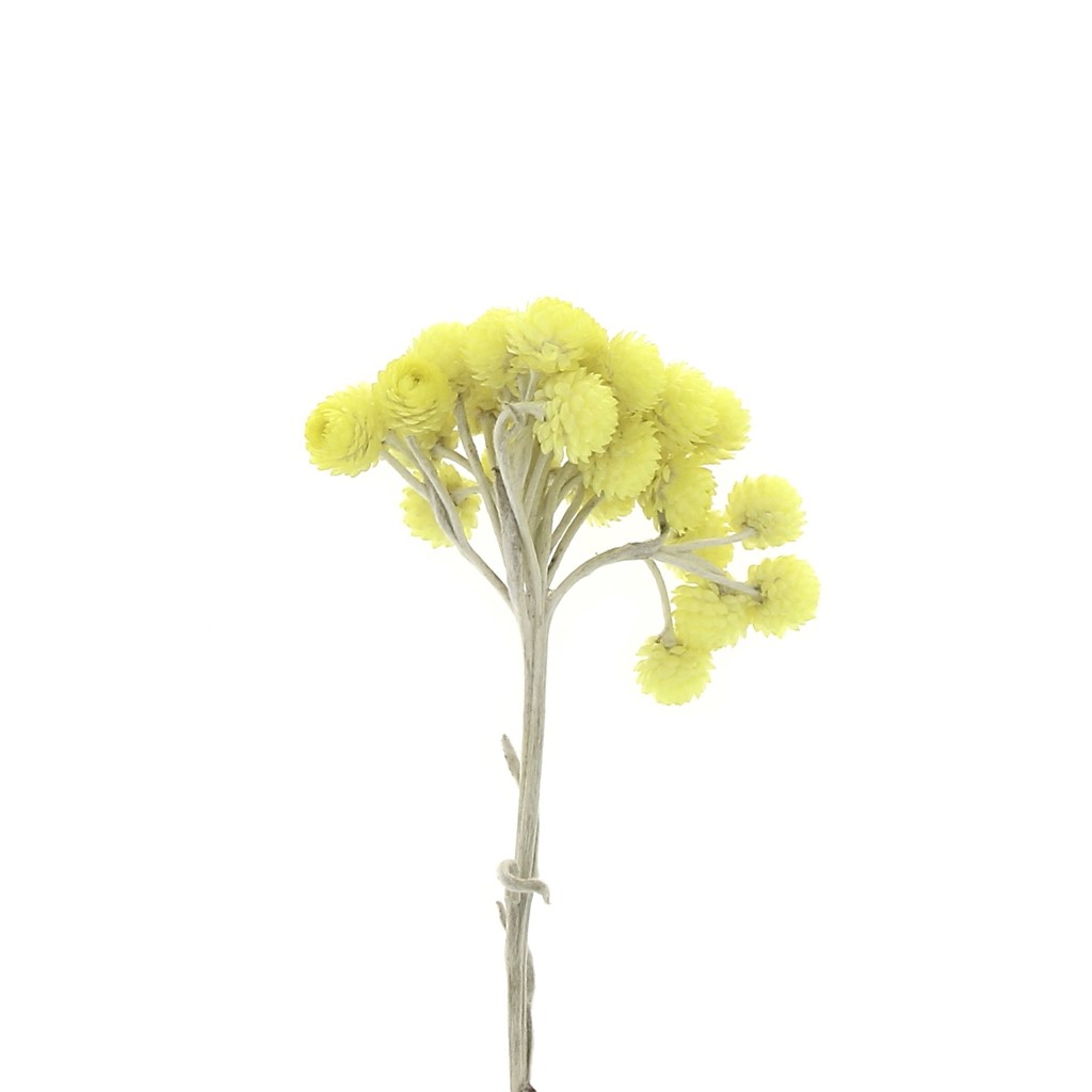 Immortelle Du Var Jaune Fleur Séchée Pour Création Diy X1 Tige