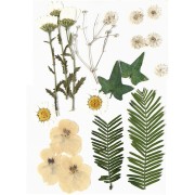 Assortiment de fleurs séchées et pressées pour création diy - Blanc x1|raw }}