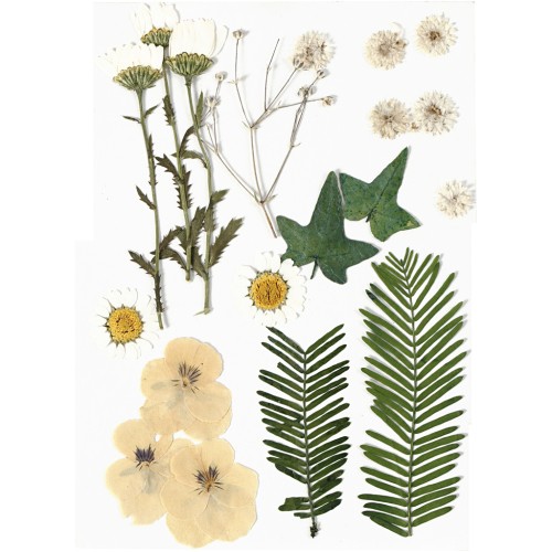 Assortiment de fleurs séchées et pressées pour création diy - Blanc x1