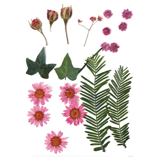 Assortiment de fleurs séchées et pressées pour création diy - Rose x1