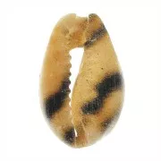 Coquillage Cauri 15 à 20mm - teinté sur une face - Tigre - Naturel x1