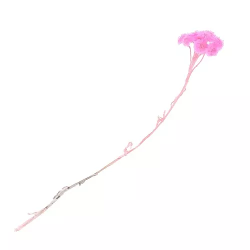 Immortelle du Var Rose - fleur séchée pour création DIY x1 tige