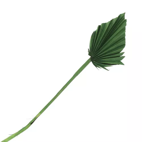 Feuille de palmier séchée Verte pour création DIY x1 tige