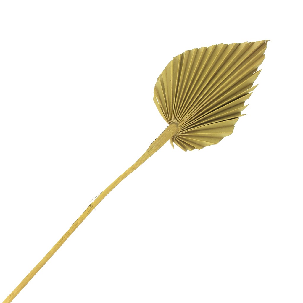 Feuille De Palmier Sechee Jaune Pour Creation Diy X1 Tige Perles Co