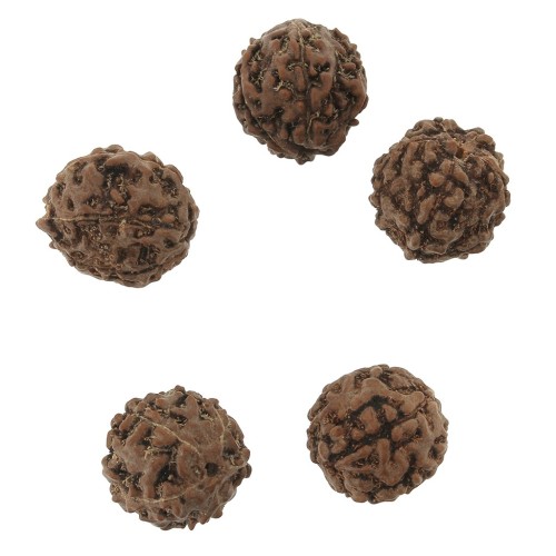 Perles graines naturelles de Rudraksha larmes de shiva 12 mm x10